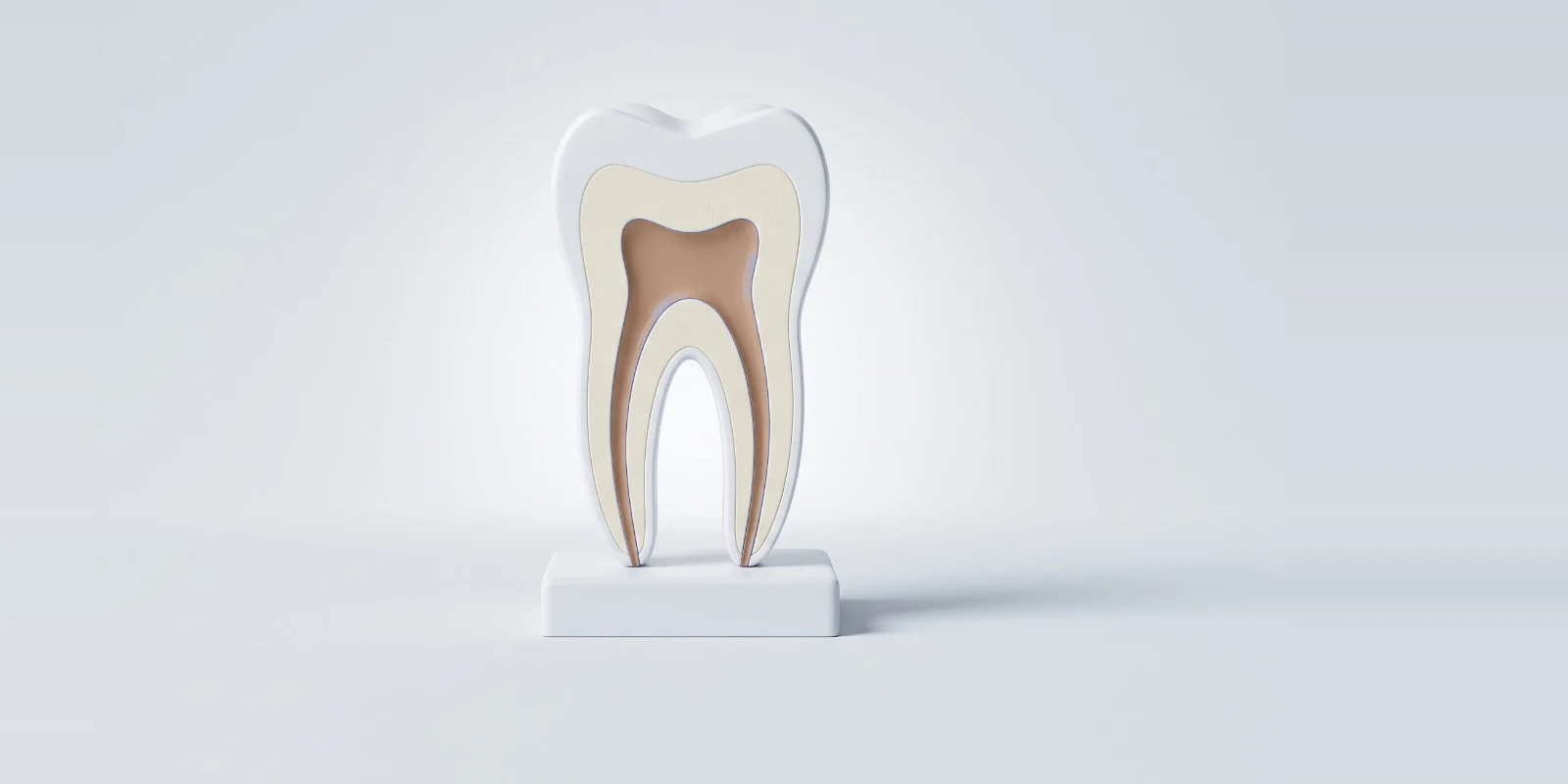 Mine, dentin ve kök kanallarını gösteren azı dişi kesit modeli
