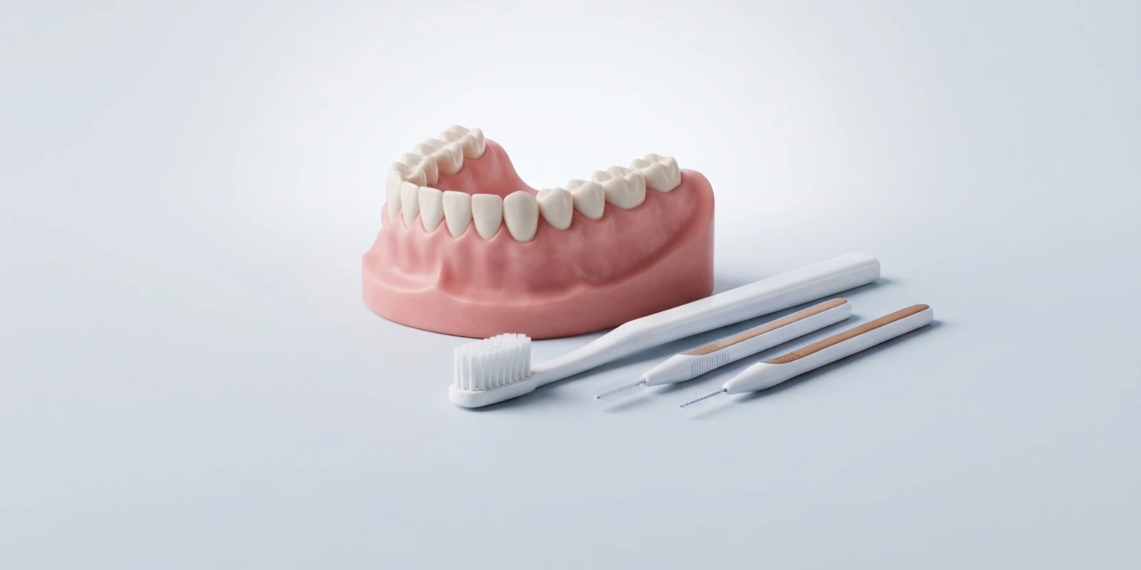 Diş eti modeli; yanında yumuşak diş fırçası ve ara yüz fırçaları