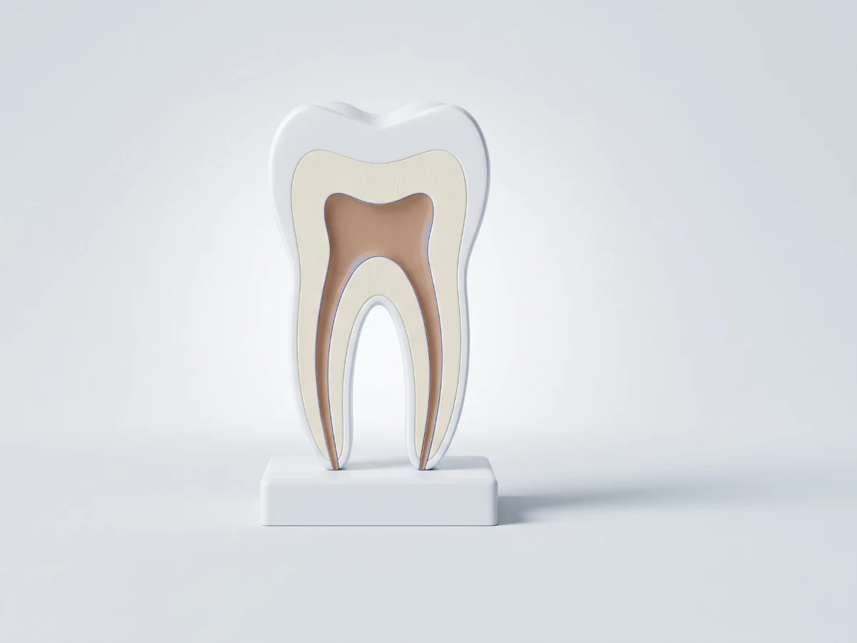 Mine, dentin ve kök kanallarını gösteren azı dişi kesit modeli